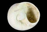 Pleistocene Gastropod Mollusk (Polinices) Fossil - Florida #148567-1